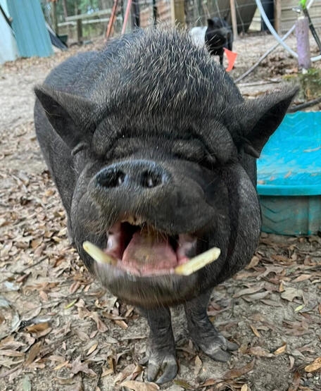 Piggy