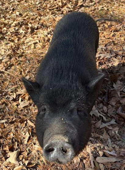 Lefty