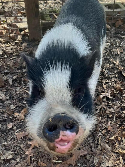 Obie