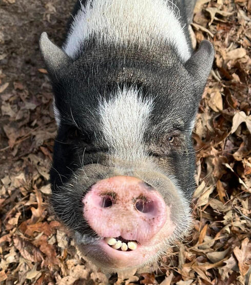 Fabio